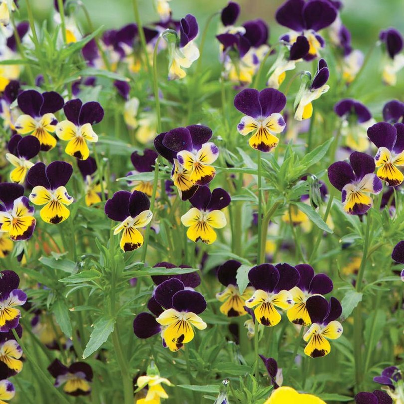 Helen Mount tarkaibolya - ibolya - Viola cornuta